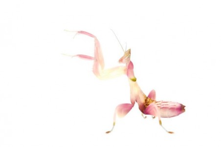 Hymenopus coronatus, subadulte