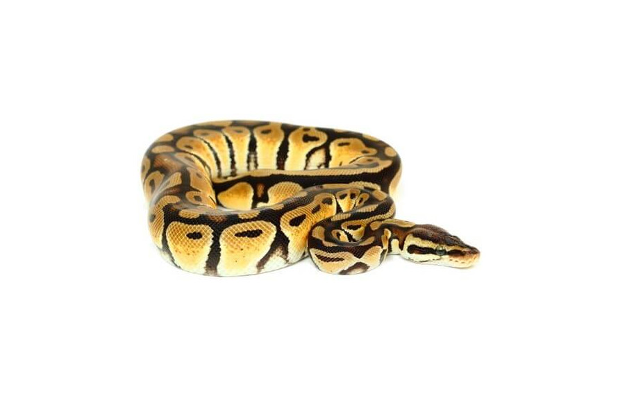 Python regius, pastel Python regius, pastel
