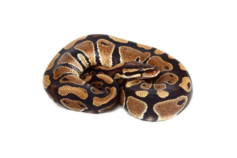 Python regius, 2022 Python regius, 2022