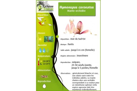 Hymenopus coronatus, subadulte