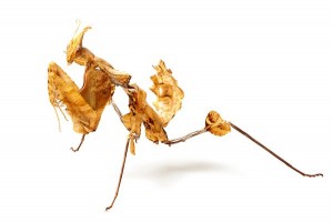 Idolomantis diabolica