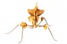 Idolomantis diabolica