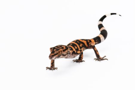 Goniurosaurus orientalis