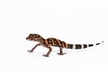 Goniurosaurus orientalis