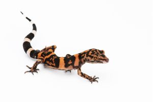 Goniurosaurus orientalis