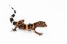 Goniurosaurus orientalis