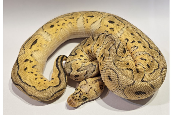 Python regius, super pastel clown