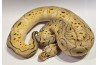Python regius, super pastel clown