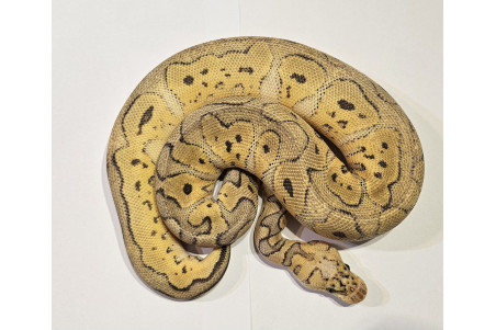 Python regius, super pastel clown