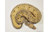 Python regius, super pastel clown