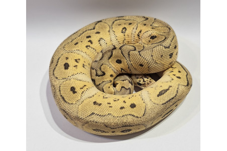Python regius, super pastel clown