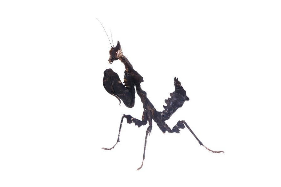 Parablepharis kuhlii asiatica Parablepharis kuhlii asiatica
