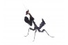 Parablepharis kuhlii asiatica