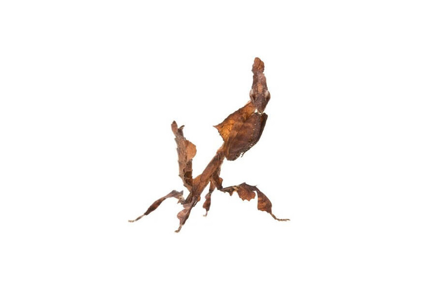 Phyllocrania paradoxa Phyllocrania paradoxa