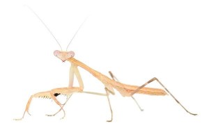 Polyspilota aeruginosa