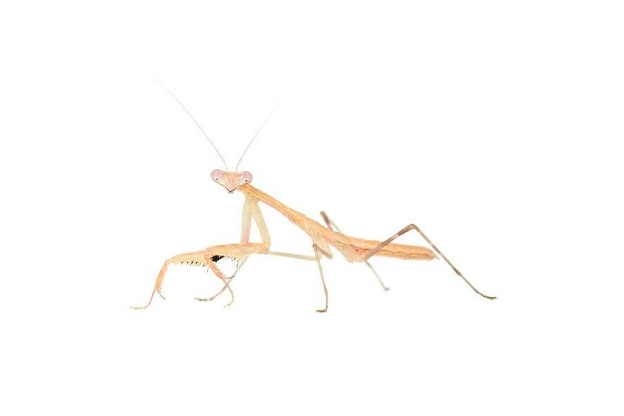 Polyspilota aeruginosa Polyspilota aeruginosa