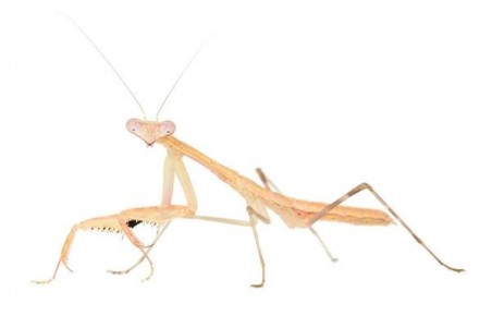 Polyspilota aeruginosa