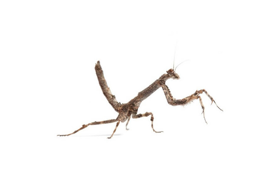 Popa spurca Popa spurca