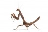 Popa spurca