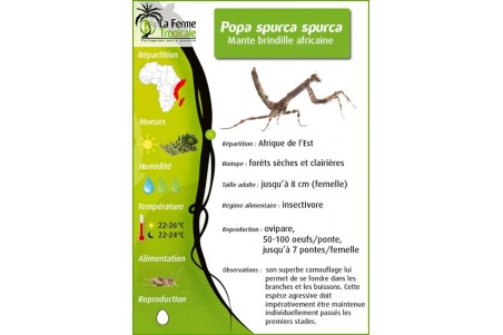 Popa spurca