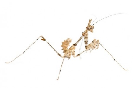 Sibylla pretiosa