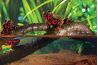 Jungle Vine