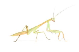 Sphodromantis aurea