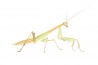 Sphodromantis aurea