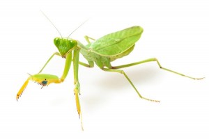 Sphodromantis lineola, subadulte