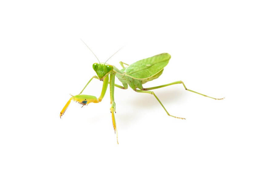 Sphodromantis lineola, subadulte Sphodromantis lineola, subadulte