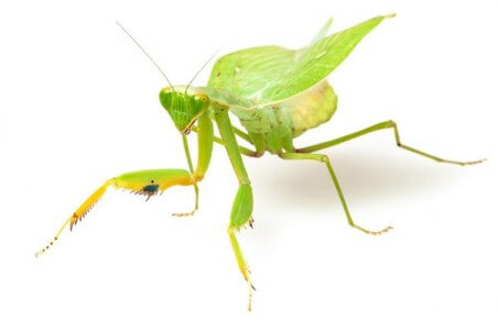Sphodromantis lineola, subadulte