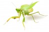 Sphodromantis lineola, subadulte