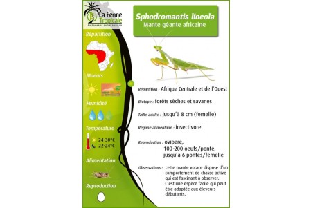 Sphodromantis lineola, subadulte