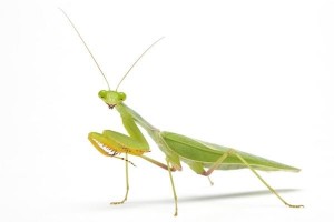 Sphodromantis lineola