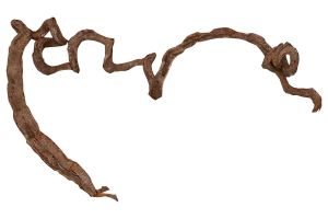 Lianes naturelles "Tire-bouchon"