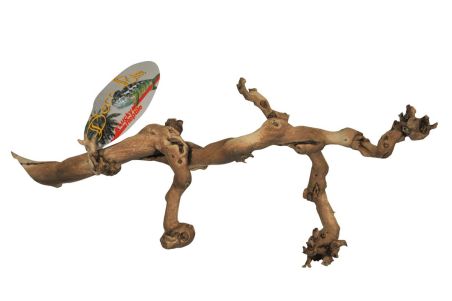 Grapevine cep de vigne
