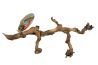 Grapevine cep de vigne