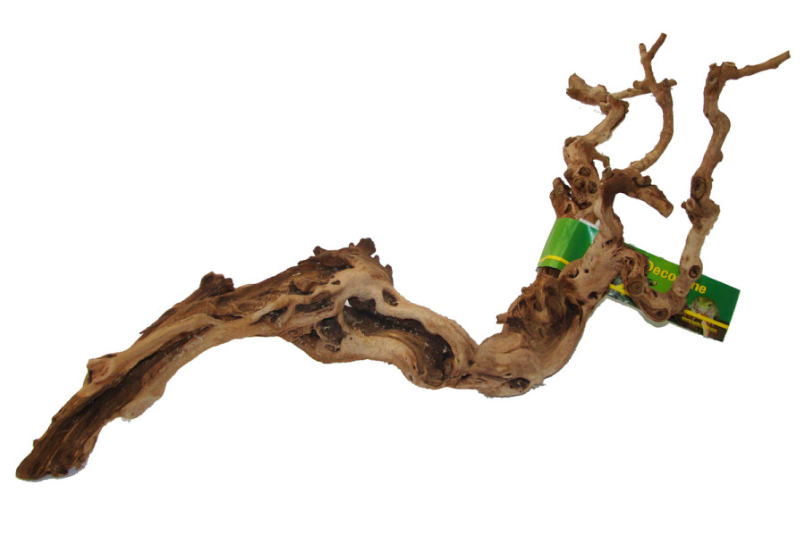 Grapevine cep de vigne Grapevine cep de vigne