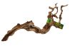 Grapevine cep de vigne