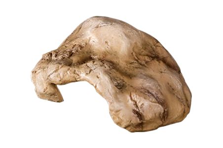 Cachette pour reptile