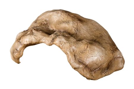 Cachette pour reptile