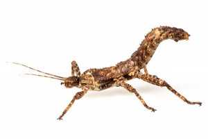 Eurycantha calcarata
