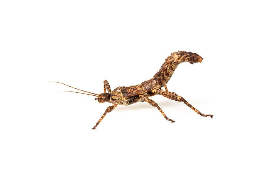 Eurycantha calcarata