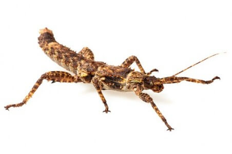 Eurycantha calcarata