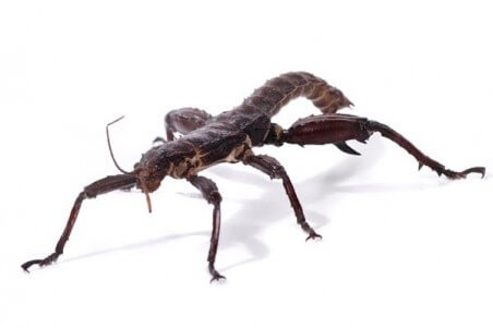 Eurycantha calcarata