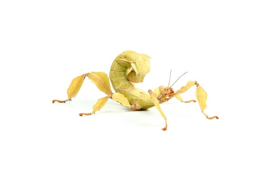 Extatosoma tiaratum Extatosoma tiaratum