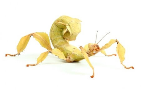 Extatosoma tiaratum