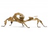 Extatosoma tiaratum