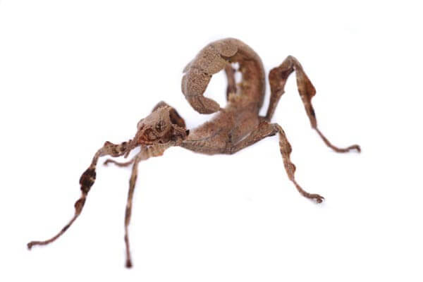 Extatosoma tiaratum Extatosoma tiaratum