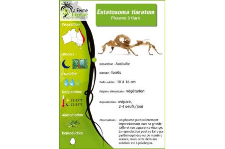 Extatosoma tiaratum